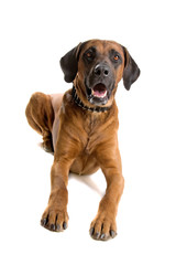 Rhodesian Ridgeback dog lying on the floor