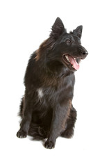 groenendaeler, long haired belgium shepherd dog