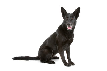 black german shepherd dog isolated on a white background