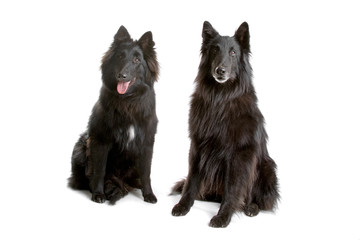 Groenendaeler. black long haired Belgium shepherds