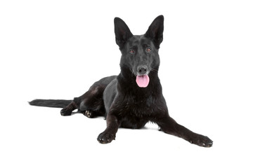 black german shepherd dog looking at camera