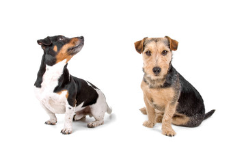 jack russel terrier and airdale terrier dog