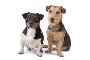 jack russel terrier and airdale terrier dog