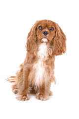 front view of cavalier king charles spaniel dog