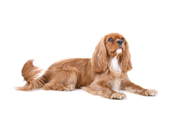side view of a cavalier king charles looking up