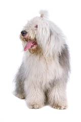 Old English Sheepdog (bobtail) isolated on a white background