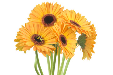 Gerber flowers isolated on white background