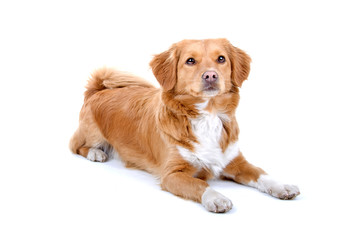 mixed breed dog (half tollinger retriever)