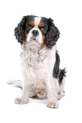 Cavalier King Charles Spaniel