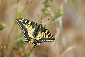 Obraz premium |Common Swallowtail