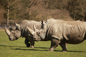 Fototapeta premium Nashorn