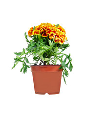 Orange Flowered Plant