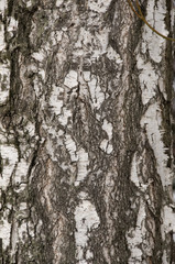 Fototapeta premium Natural Textures