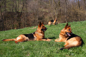 Fototapete bei efototapeten.de bestellen   
