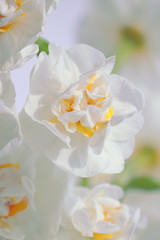 Naklejka na ściany i meble Double daffodil (narcissus)