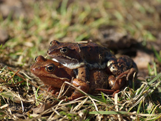 Two frogs