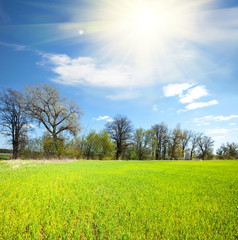 Spring field