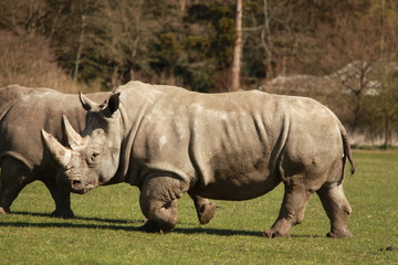 Obraz premium Nashorn