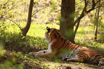 Tiger