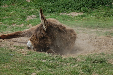 Fototapeta premium âne