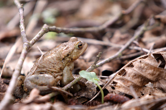 Kr&ouml;tenwanderung