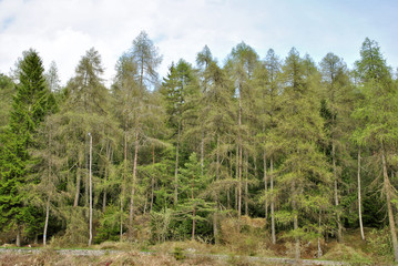 Obraz premium fir larch