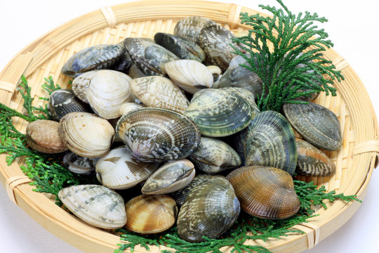 short-necked clam