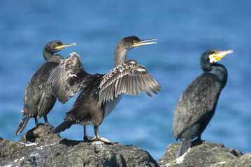 cormorano