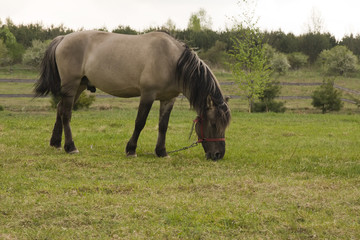 Fototapeta premium grey horse