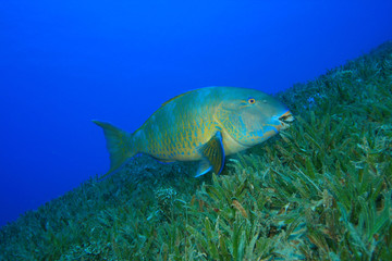 Fototapeta premium Bicolor Parrotfish (Cetoscarus bicolor)