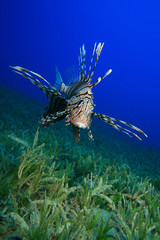 Lionfish on seagrass