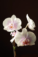 Naklejka na ściany i meble orchid flowers against a dark background