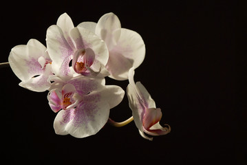 Naklejka na ściany i meble orchid flowers against a dark background