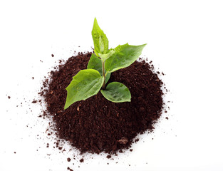 Green sprout on  white background
