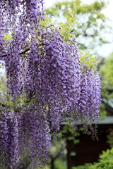 藤棚 (亀戸天神)