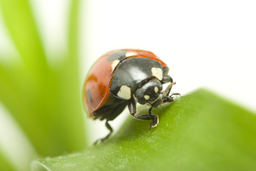 ladybug