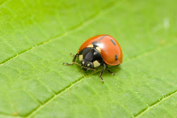 ladybug