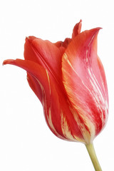 Closeup of blossomed bud of red tulip flower isolated on white