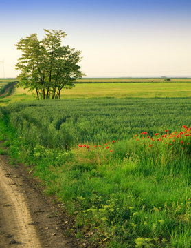 field of wheat and tree