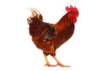 One live rooster on the white
