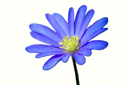 Freigestellte blaue Blüte