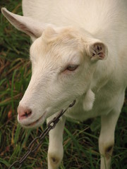 Obraz premium goat baby chops