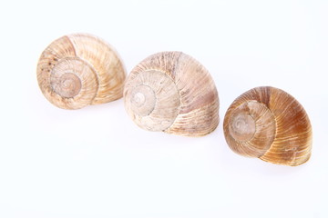 Empty snail shells on white background