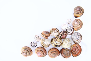 Empty snail shells of different sizes on white background