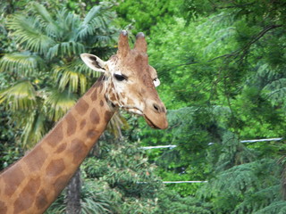 Giraffa nella Savana
