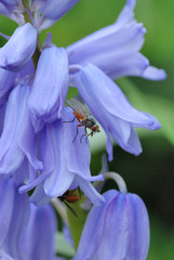 Bluebell with Fly