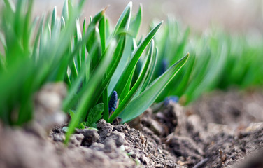spring young blue flowers on green stems