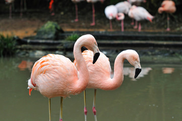 フラミンゴ