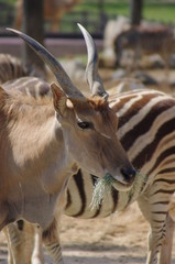 Common Eland