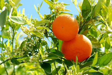 2 reife Orangen am Baum